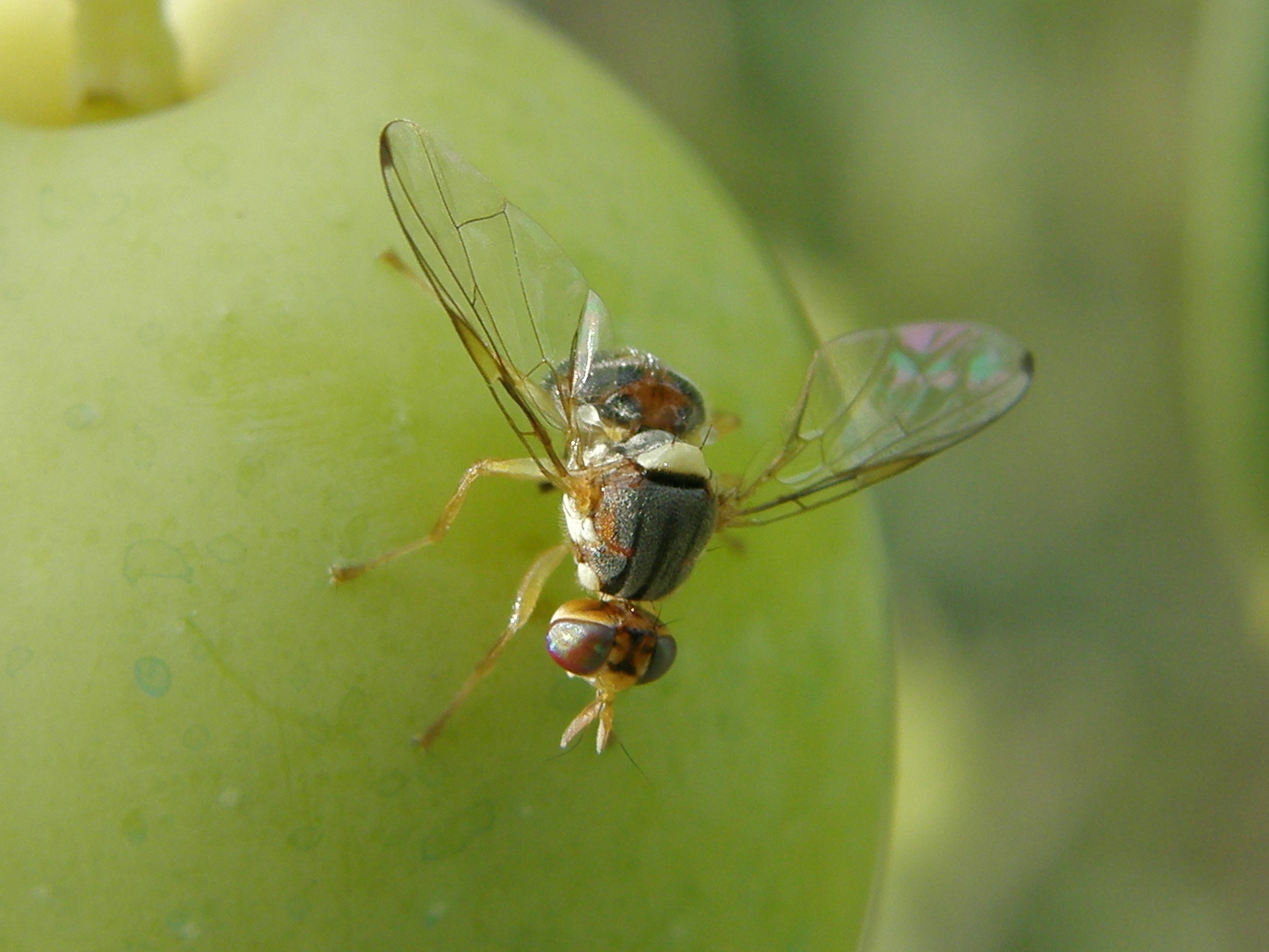 Oljčna muha. Foto M. Jančar za IVR.